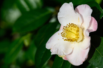 Fototapeta na wymiar Pale pink and white flower of an early blooming camellia bush, as a nature background 