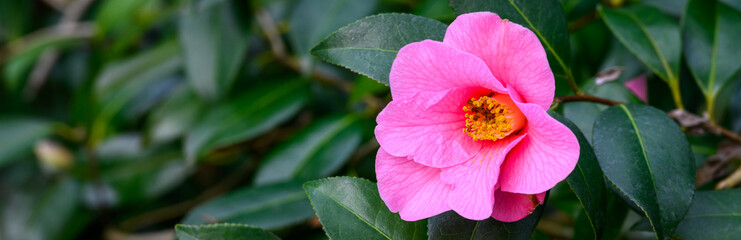 Obraz premium Cheerful pink camellia flower blooming against dark green leaves, early winter blooming shrub 