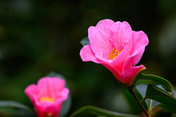 Cheerful pink camellia flower blooming against dark green leaves, early winter blooming shrub
