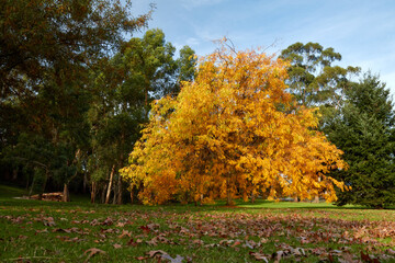 Alex Goudie Native Park Drouin Gippsland Victoria Australia, Autumn coloured trees and leaves on...