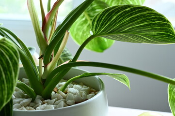 tree in potted with white rock