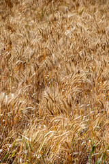 Wheat Field Ready for Harvest Background