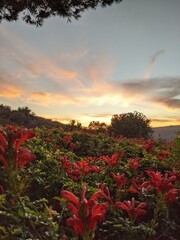 sunset in the mountains