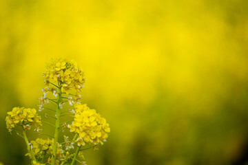Obraz premium 菜の花