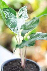 Syngonium podophyllum, Arrowhead Vine or Goosefoot Plant or Araceae