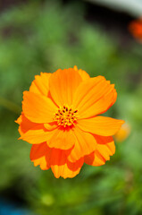 Orange flower Cosmos caudatus or royal lettuce (Ulam Raja)