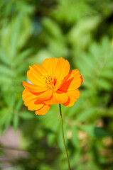 Orange flower Cosmos caudatus or royal lettuce (Ulam Raja)