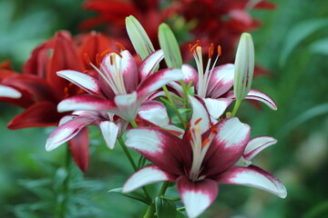 red and white lily