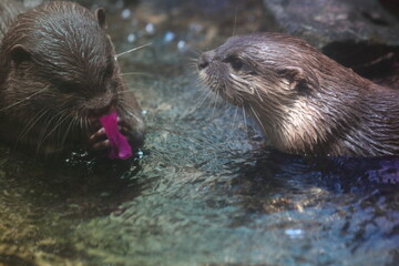 otter in the water