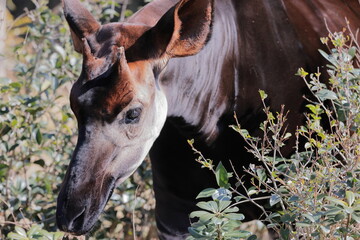 オカピ  © kosumi