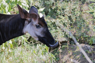 オカピ  © kosumi