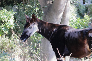 オカピ  © kosumi