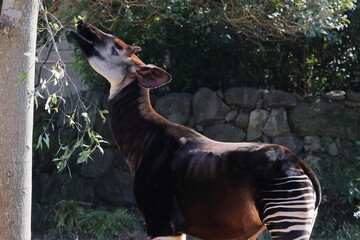 オカピ  © kosumi