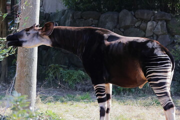 オカピ  © kosumi