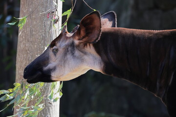 オカピ  © kosumi