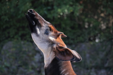 オカピ  © kosumi