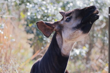 オカピ  © kosumi