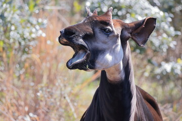 オカピ  © kosumi