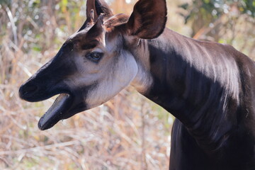 オカピ  © kosumi