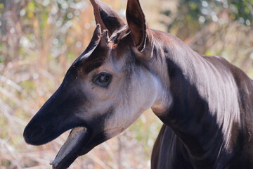 オカピ  © kosumi