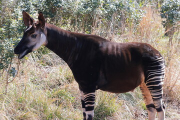 オカピ  © kosumi