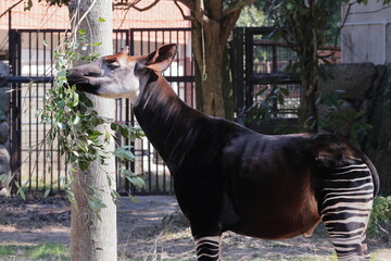 オカピ  © kosumi