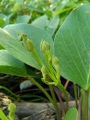 Beach moonflower with a natural background. This plant usually life on side of the beach