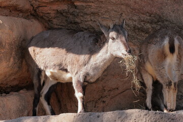 スーチョワンバーラル
