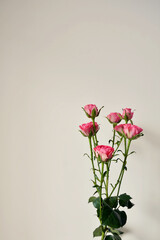 Fototapeta na wymiar Pink spray roses branch against white wall background