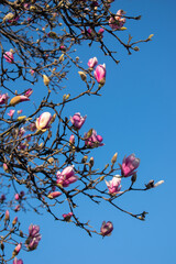 Magnolia tree with large pink flowers and buds on the clear blue sky background, contrast of colors