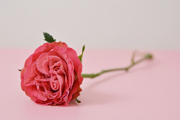Macro photo of a single pink spray rose stem in pink and white background