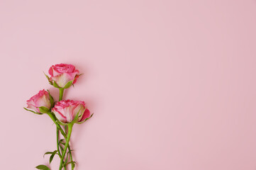 Spray roses in light pink background