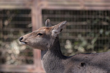ホンシュウジカ
