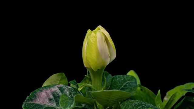Timelapse of beautiful white gardenia jasmine flower blooming on black background. 4k video. Valentines day, mother's day, spring, holiday, Love, birthday, easter concept
