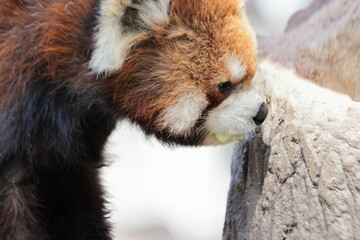 レッサーパンダ
