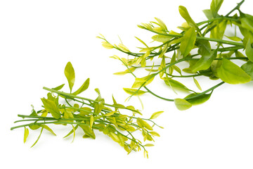 Melientha suavis Pierre (Pak Phak Wan) on white background. Young leaves to cook a variety of dishes, both boiled and stir-fried