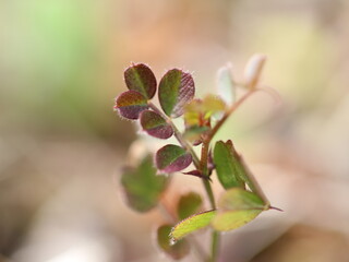 地面から新しく伸びてきたカラスノエンドウの若葉（後方の葉に焦点）