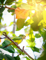 Aratinga funschi, portrait of light green parrot with red head. on tree, sunlight.