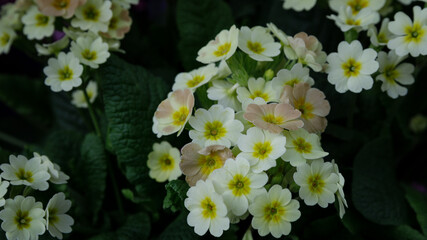 Perennial primrose or primula in the spring garden.