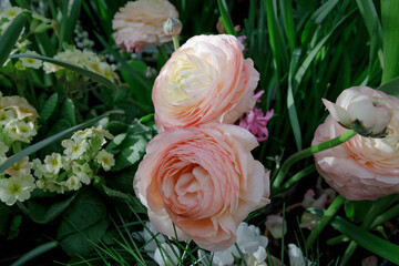 Background of flowers, Ranunculus asiaticus, Persian buttercup, pale pink and white. copy Space.