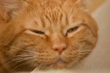 眠らせてくれよと言いたげな猫