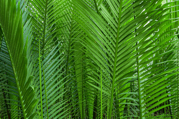 Obraz na płótnie Canvas Rain forest banner background. Green palm leaves in tropical rainforest. Dioon edule Plant, also known as chestnut dioon, palma de la virgen, Cycad palm
