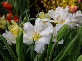 White tulips in the spring garden. Tulip flower background for spring or love concept.