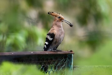 bird on the fence
