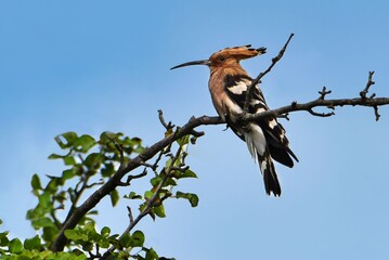a bird is sitting on a branch