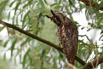 great horned owl perched on branch