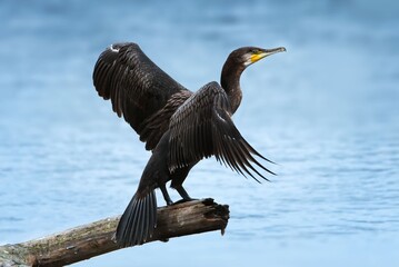 bird on the lake