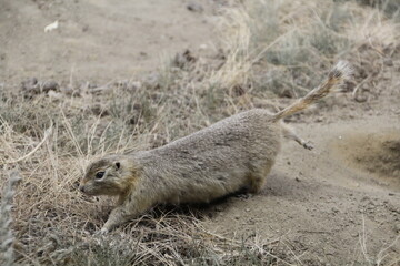 prairie dog in the grass