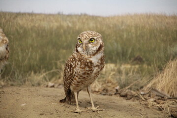 little owl