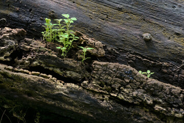 Fototapeta na wymiar New plant growth on old tree trunk, beautiful nature stock image. Moody dark background.